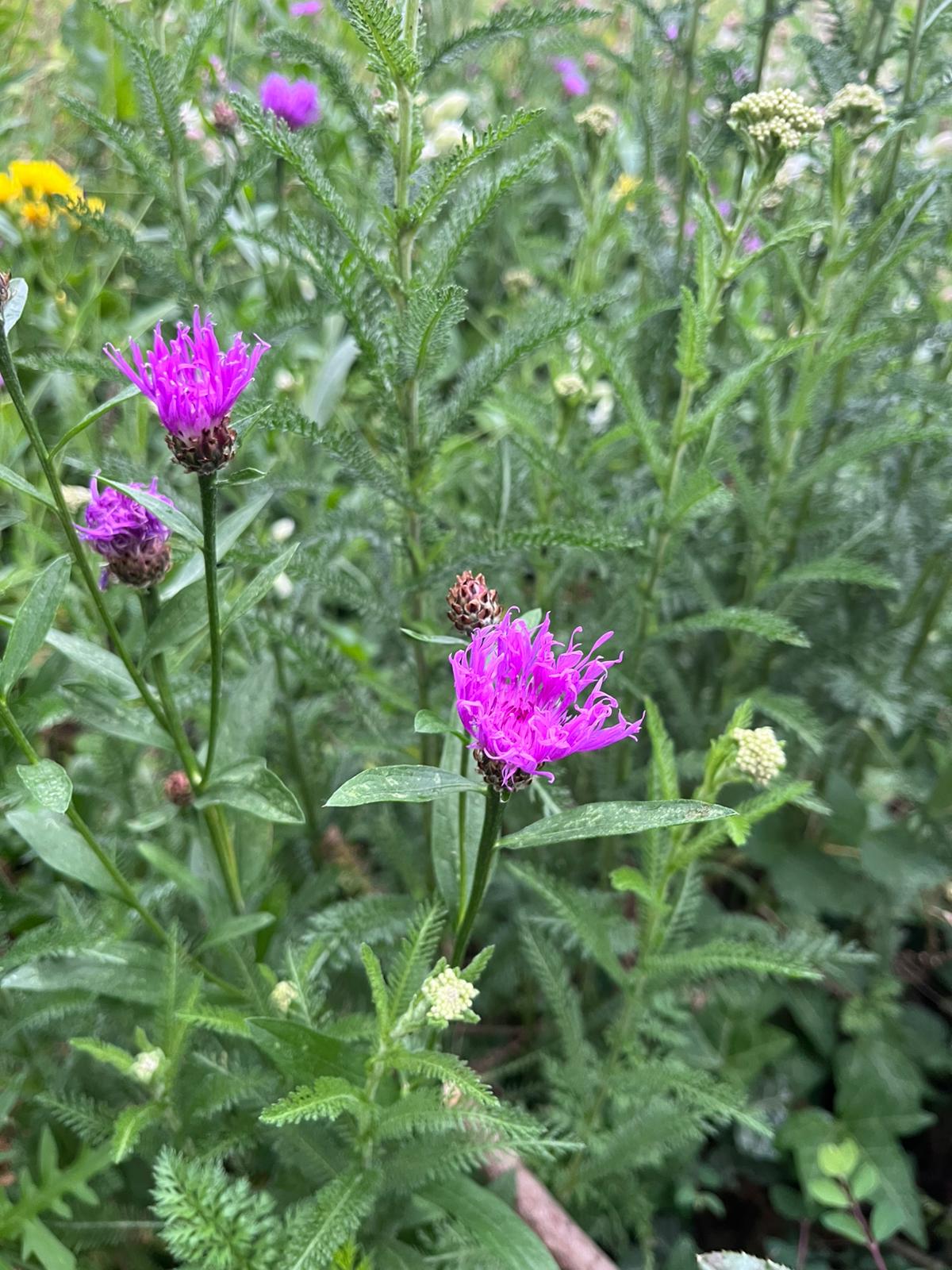 Wiese mit Flockenblume