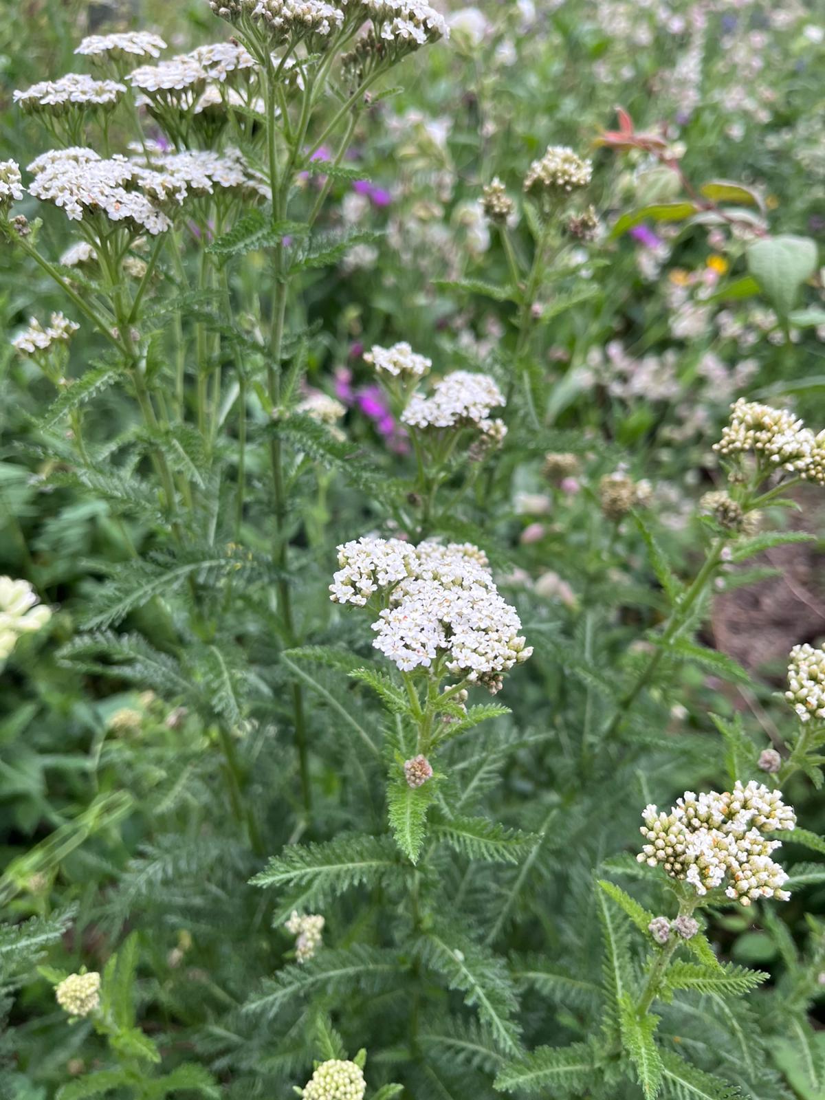 Wiese mit Schafgarbe