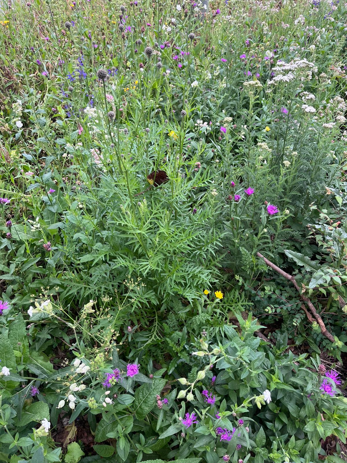 bunte Blumenwiese